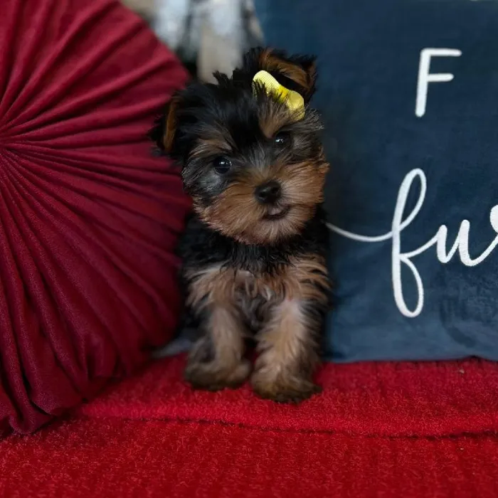 Female Yorkie Puppy for Sale in Kansas City, MO