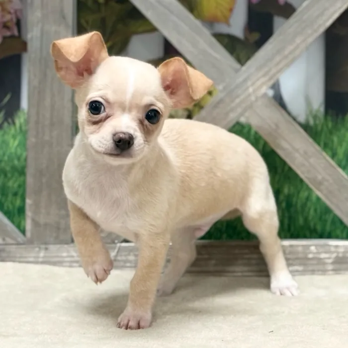 Male Chihuahua puppy named Clinton for sale at Petland Blue Springs.