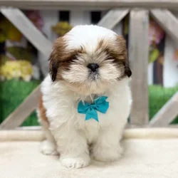 Male Shih Tzu puppy named Jade for sale at Petland Blue Springs.