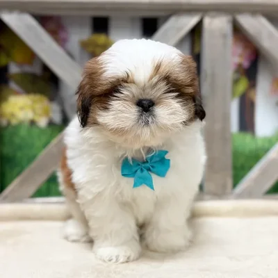Male Shih Tzu puppy named Jade for sale at Petland Blue Springs.