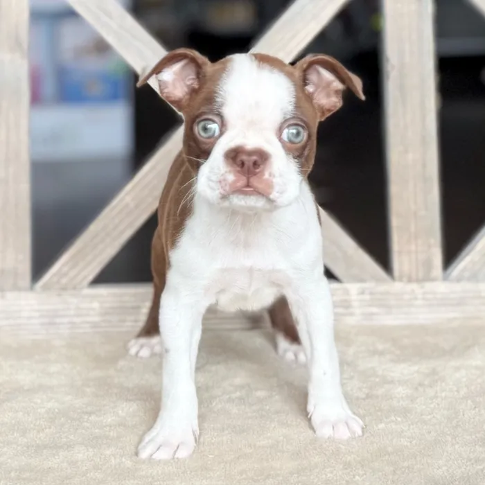 Male Boston Terrier puppy named Jessie for sale at Petland Blue Springs.