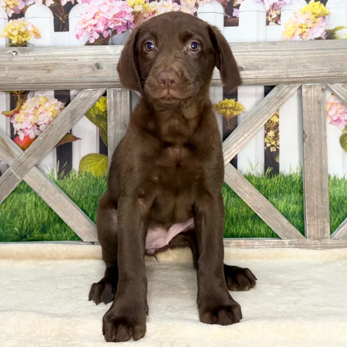 Female Labrador Retriever puppy named Dolly for sale at Petland North Kansas.