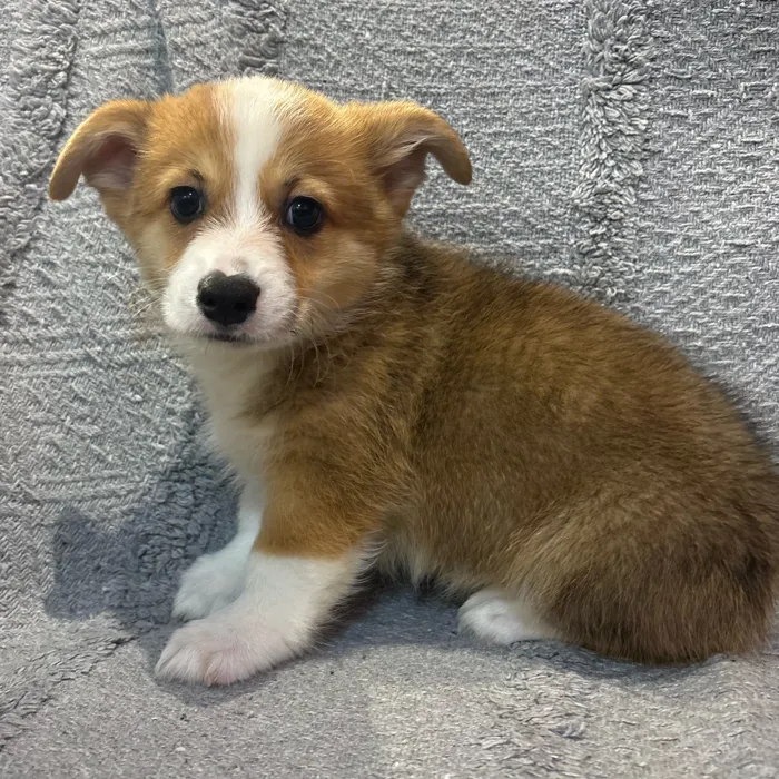 Male Pembroke Welsh Corgi puppy named Jb for sale at Petland North Kansas.