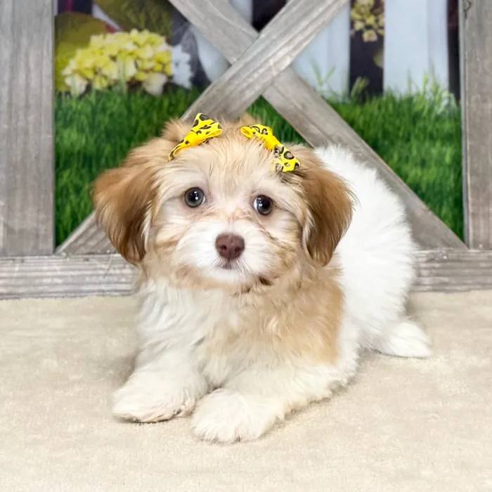 Female Havanese puppy named Elena for sale at Petland Blue Springs.