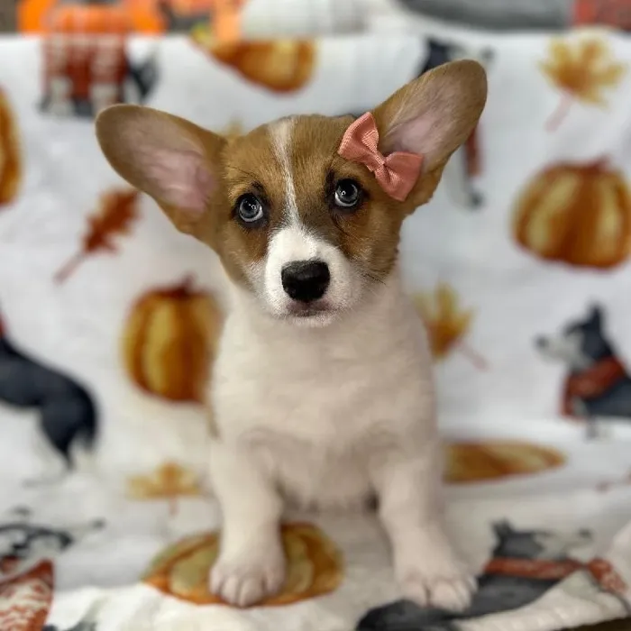 Female Pembroke Welsh Corgi Puppy for Sale in Blue Springs, MO