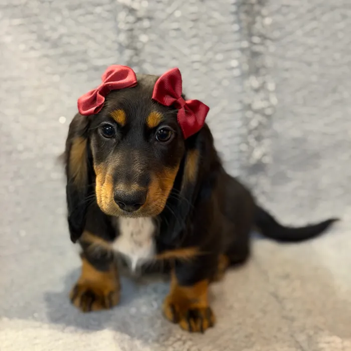 Female Dachshund puppy named Austria for sale at Petland North Kansas.