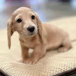 car_main_img_/media/ap_media/pets/JHEFEYSYMTEC65017.webp.250x250_q85.webp
