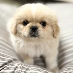 car_main_img_/media/ap_media/pets/JHIQJPUDCECU65058.webp.250x250_q85.webp