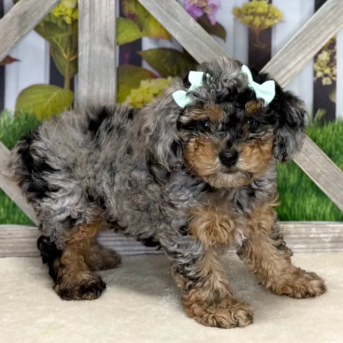 Female Cockapoo puppy named Stefenie for sale at Petland Blue Springs.