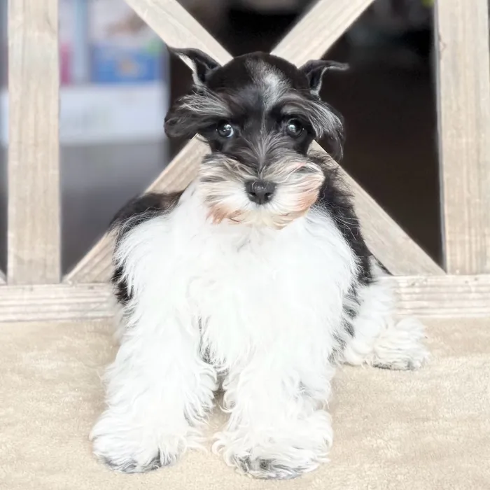 Female Mini Schnauzer puppy named Francie for sale at Petland Blue Springs.