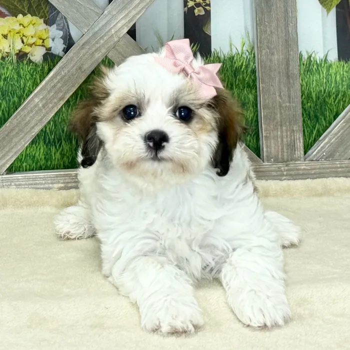 Female Teddy Bear puppy named Rapunzel for sale at Petland Blue Springs.
