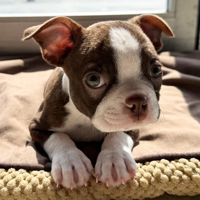 Male Boston Terrier puppy named Brett for sale at Petland North Kansas.