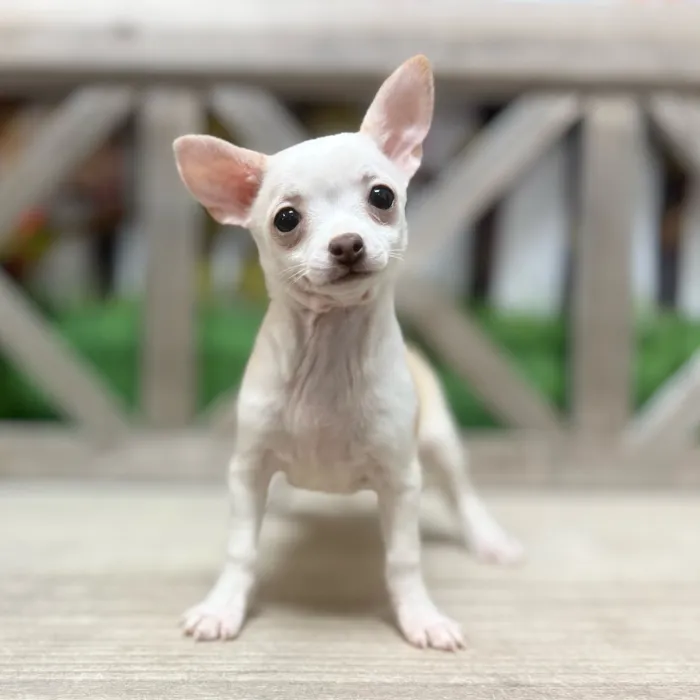 Female Chihuahua puppy named Peanut for sale at Petland North Kansas.