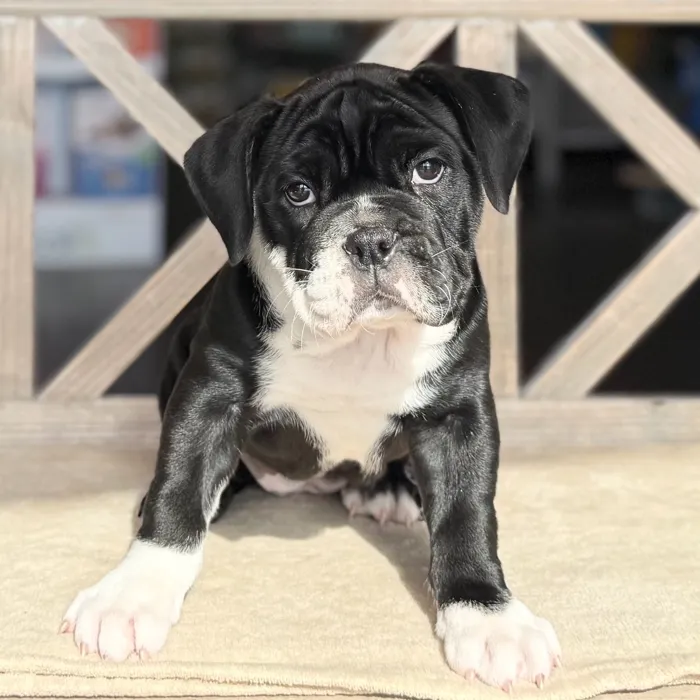 Female Victorian Bulldog puppy named Savannah for sale at Petland Blue Springs.