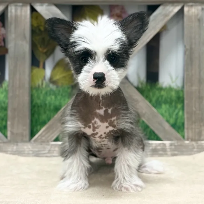 Male Chinese Crested puppy named Emilio for sale at Petland Blue Springs.