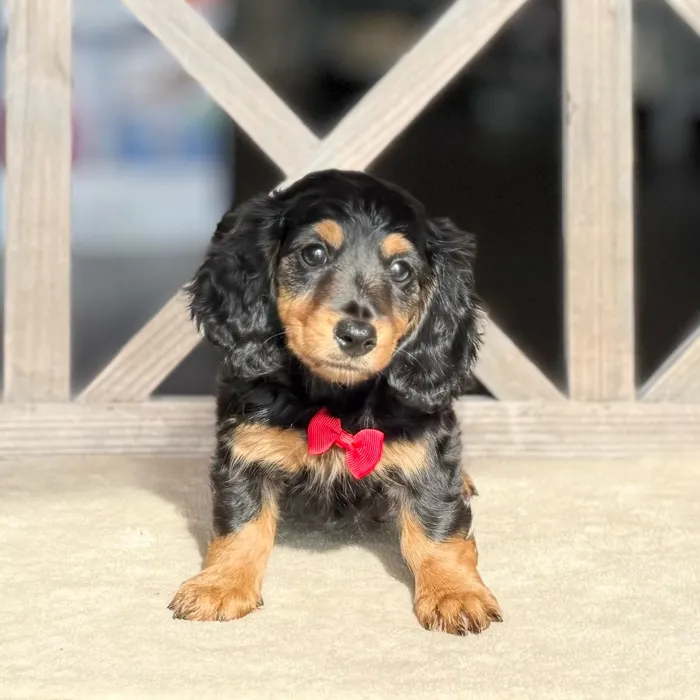 Male Dachshund puppy named Donald for sale at Petland Blue Springs.