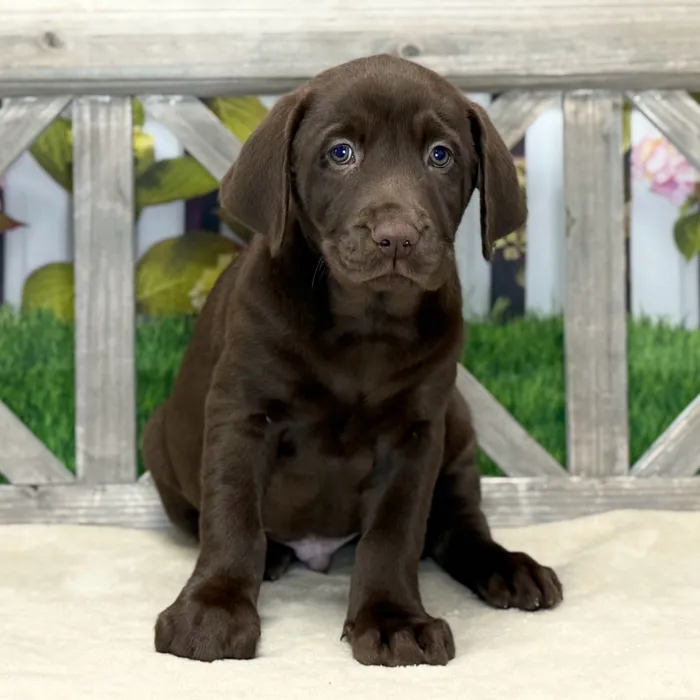 Male Labrador Retriever puppy named Hershey for sale at Petland Blue Springs.