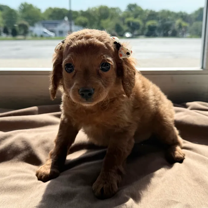 Female Cavapoo puppy named Frankie for sale at Petland Blue Springs.