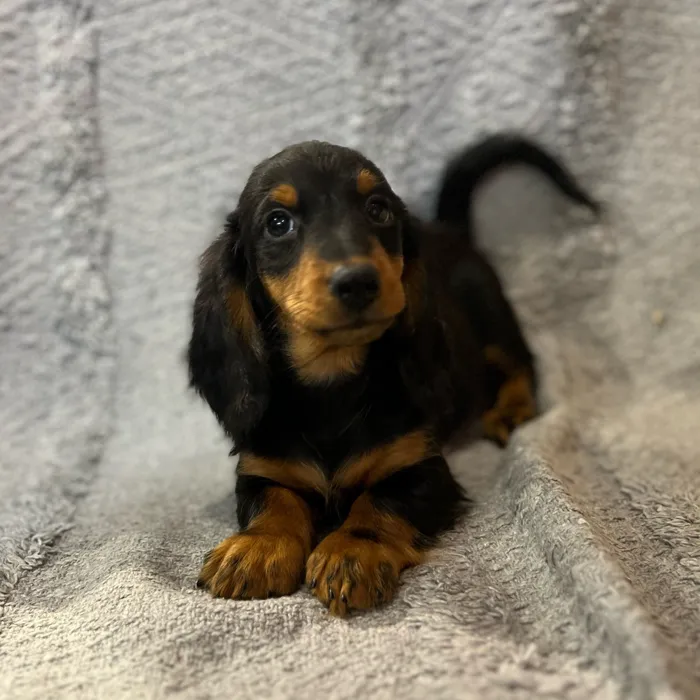 Male Dachshund puppy named Mufasa for sale at Petland North Kansas.