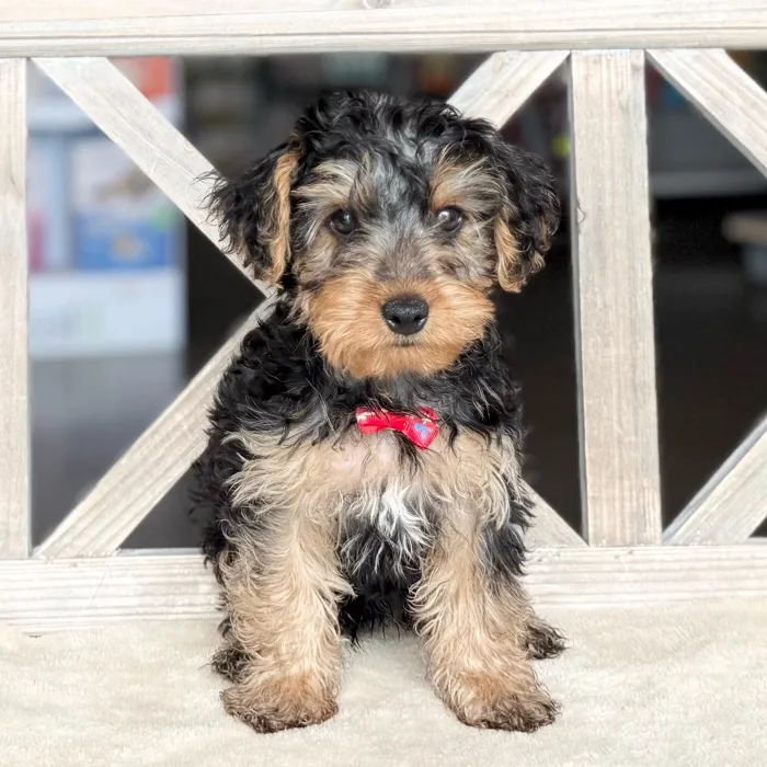 Male Yorkie-Poo puppy named Steven for sale at Petland Blue Springs.