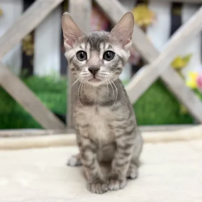 Male Bengal kitten for sale at Petland Blue Springs.