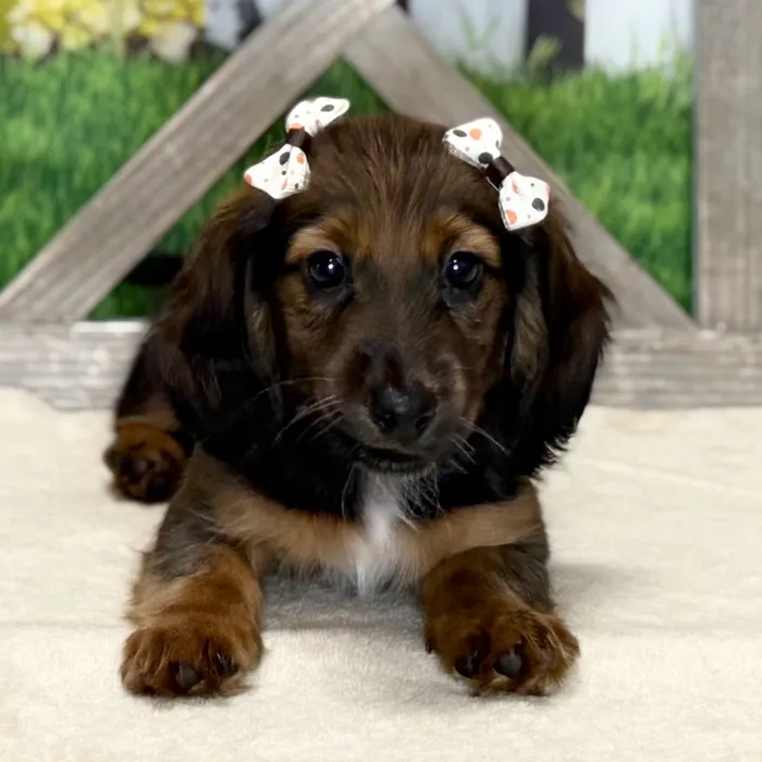 Female Dachshund puppy named Ariel for sale at Petland North Kansas.