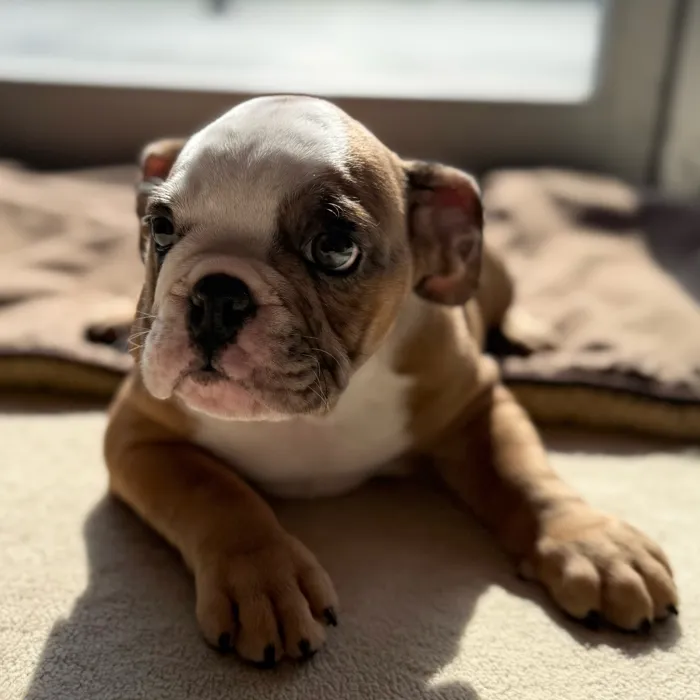 Female English Bulldog puppy named Tater for sale at Petland Blue Springs.