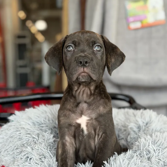 Male Cane Corso puppy named Tigger for sale at Petland North Kansas.