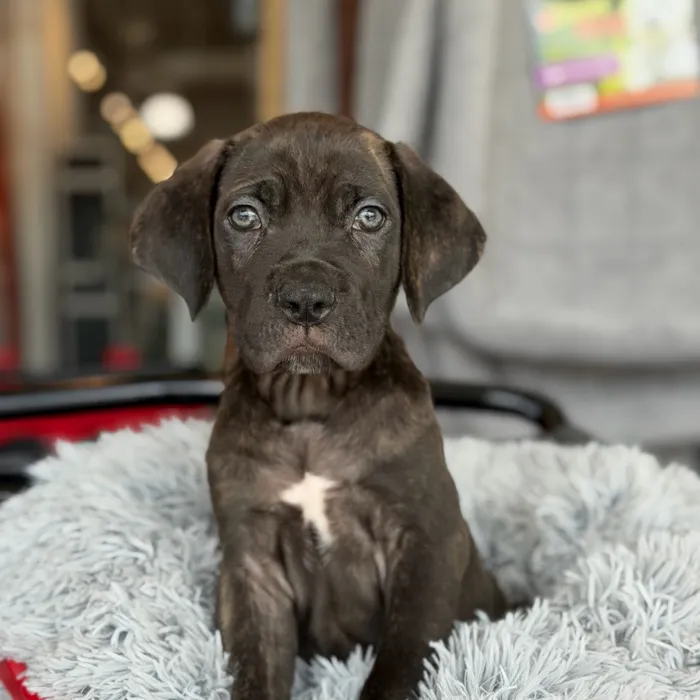 Male Cane Corso puppy named Tigger for sale at Petland North Kansas.