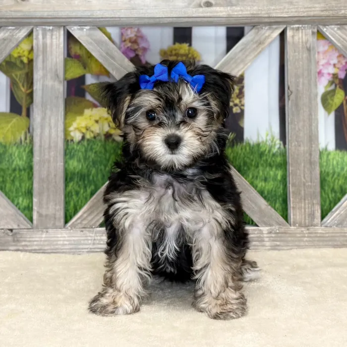 Female Morkie puppy named Dylan for sale at Petland Blue Springs.