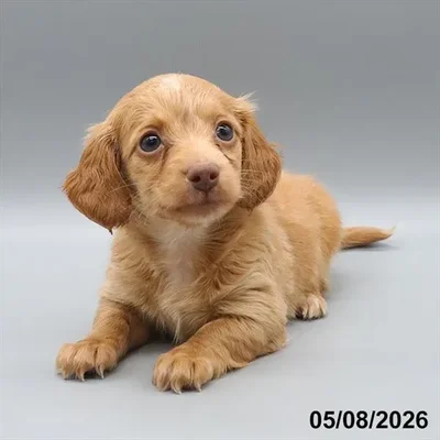 Female Dachshund puppy for sale at Petland North Kansas.