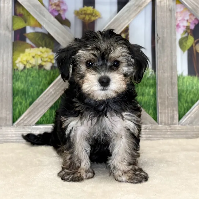 Male Morkie puppy named Johnathan for sale at Petland Blue Springs.