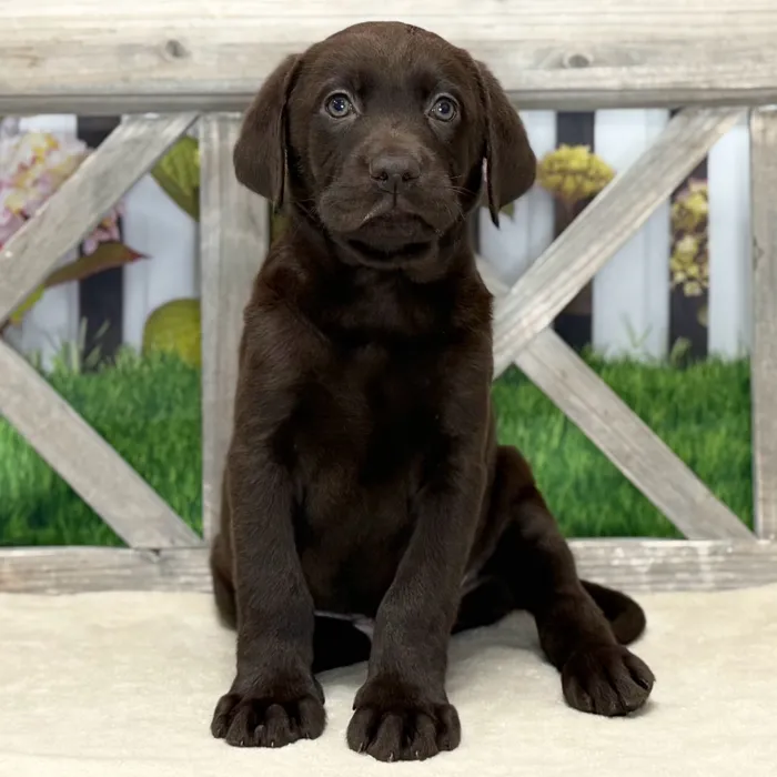 Male Labrador Retriever puppy named Kash for sale at Petland North Kansas.