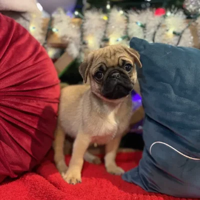 Male Pug Puppy for Sale in Blue Springs, MO