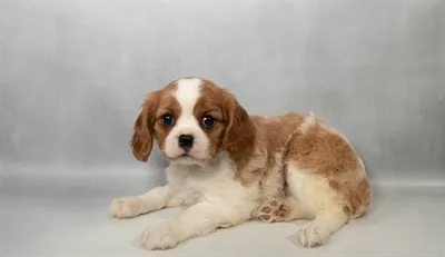 Female Cavalier King Charles Spaniel puppy named Lele for sale at Petland North Kansas.