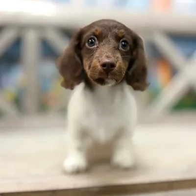 Male Dachshund puppy named Peep for sale at Petland Blue Springs.
