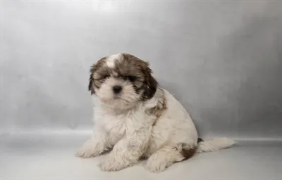 Female Shih Tzu puppy named Monica for sale at Petland North Kansas.