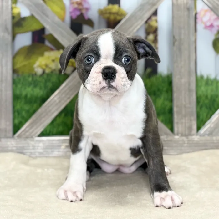 Female Boston Terrier puppy named Viola for sale at Petland Blue Springs.