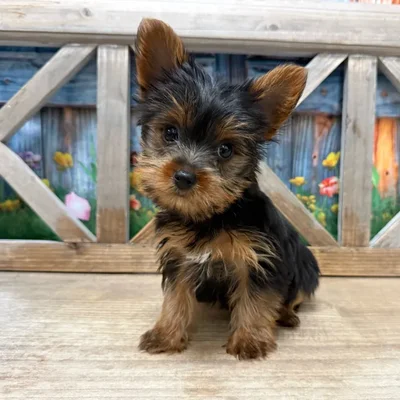 Female Yorkie puppy named Skylar for sale at Petland North Kansas.