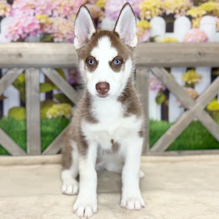 Female Siberian Husky puppy named Caramel for sale at Petland North Kansas.