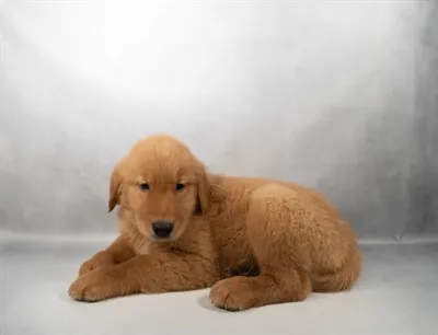 Male Golden Retriever puppy named Peter Parker for sale at Petland North Kansas.