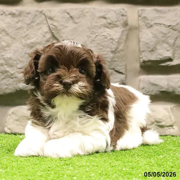 Female Havanese-Shih Tzu puppy for sale at Petland Blue Springs.