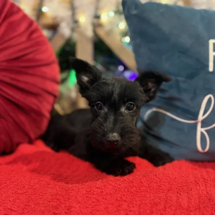Female Scottish Terrier Puppy for Sale in Kansas City, MO