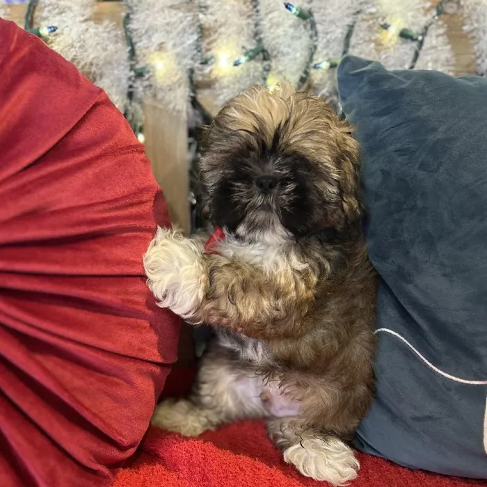 Male Lhasa Apso Puppy for Sale in Kansas City, MO