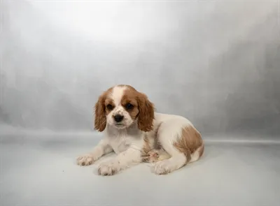 Female Cavalier King Charles Spaniel puppy for sale at Petland North Kansas.