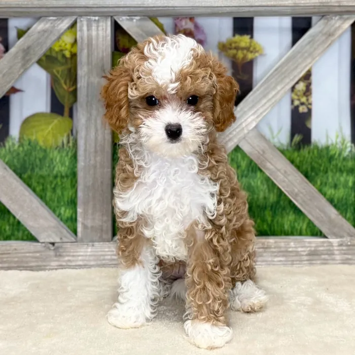 Male Cavapoo puppy named Stefan for sale at Petland Blue Springs.