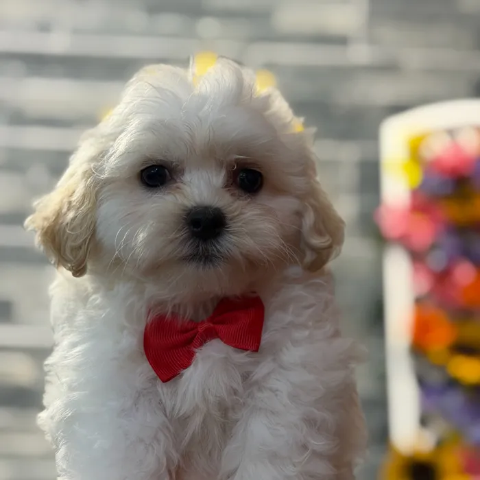 Male Teddy Bear puppy named Disney for sale at Petland North Kansas.