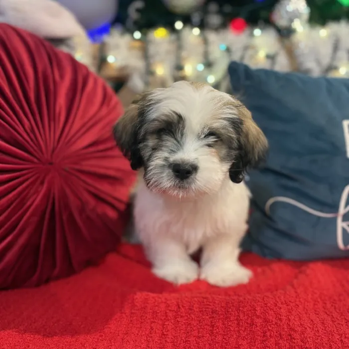 Male Shipoo Puppy for Sale in Kansas City, MO