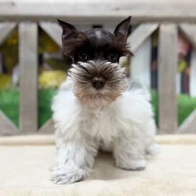 Female Mini Schnauzer puppy named Lida Bida for sale at Petland Blue Springs.