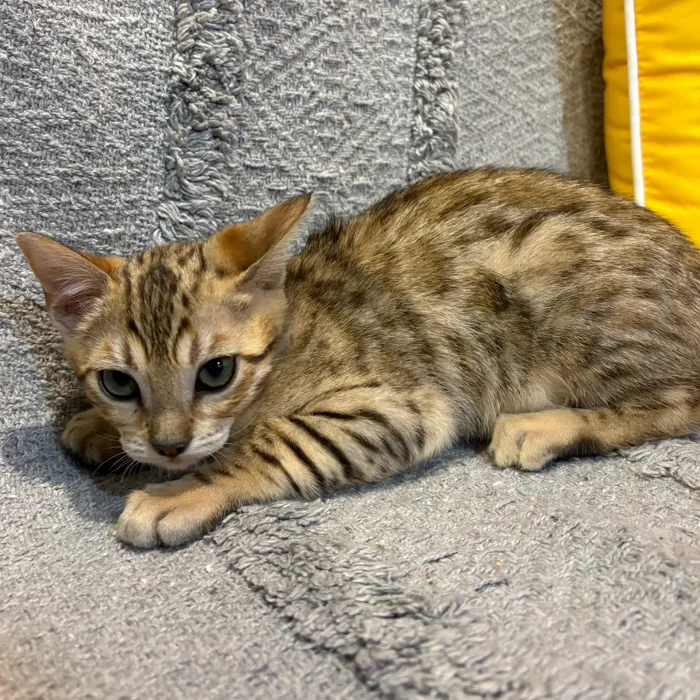 Female Bengal kitten named Brookie for sale at Petland North Kansas.